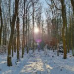 Snow covered trees