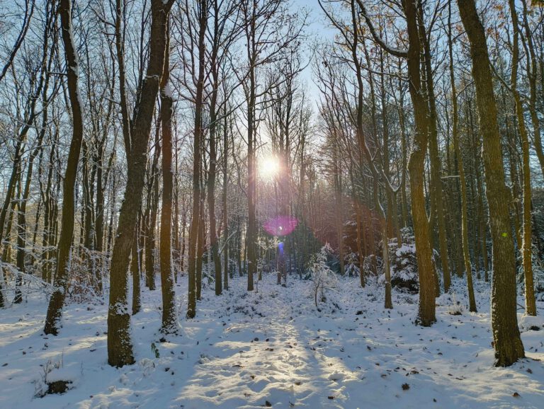 Snow covered trees