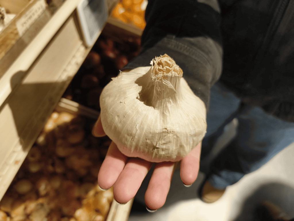 An enormous bulb of garlic!