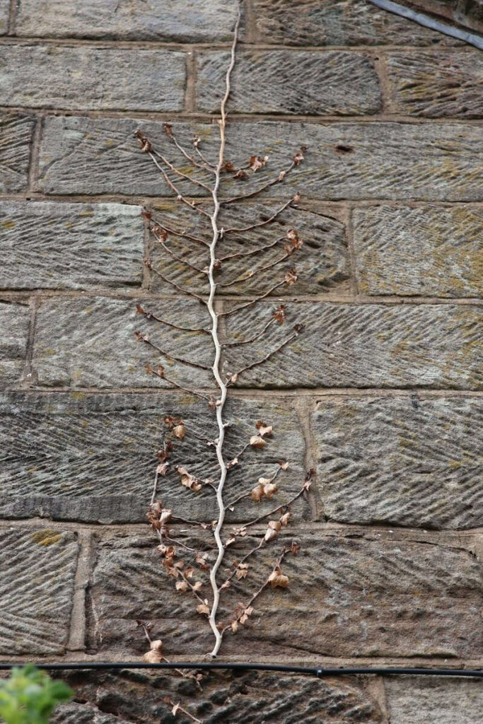 A plant growing up a stone wall.