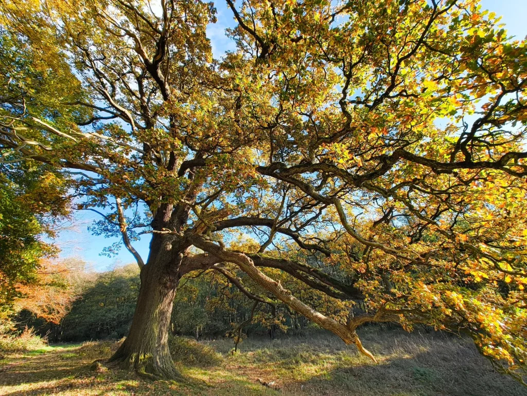 Howardian Hills walk on 2nd November 2025