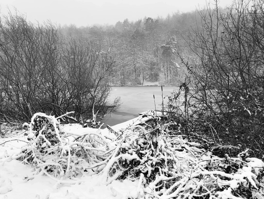 A snowy landscape featuring bare bushes and a partially frozen lake, captured in black and white.