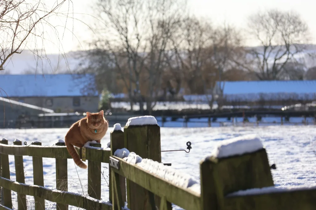 A ginger cat lounging on a wooden fence covered in snow, with a snowy landscape and trees in the background.