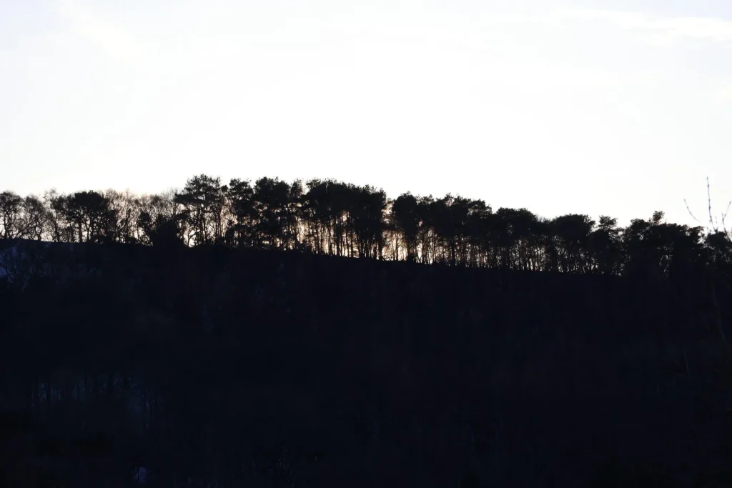 Silhouette of a tree line against a light sky during dusk.