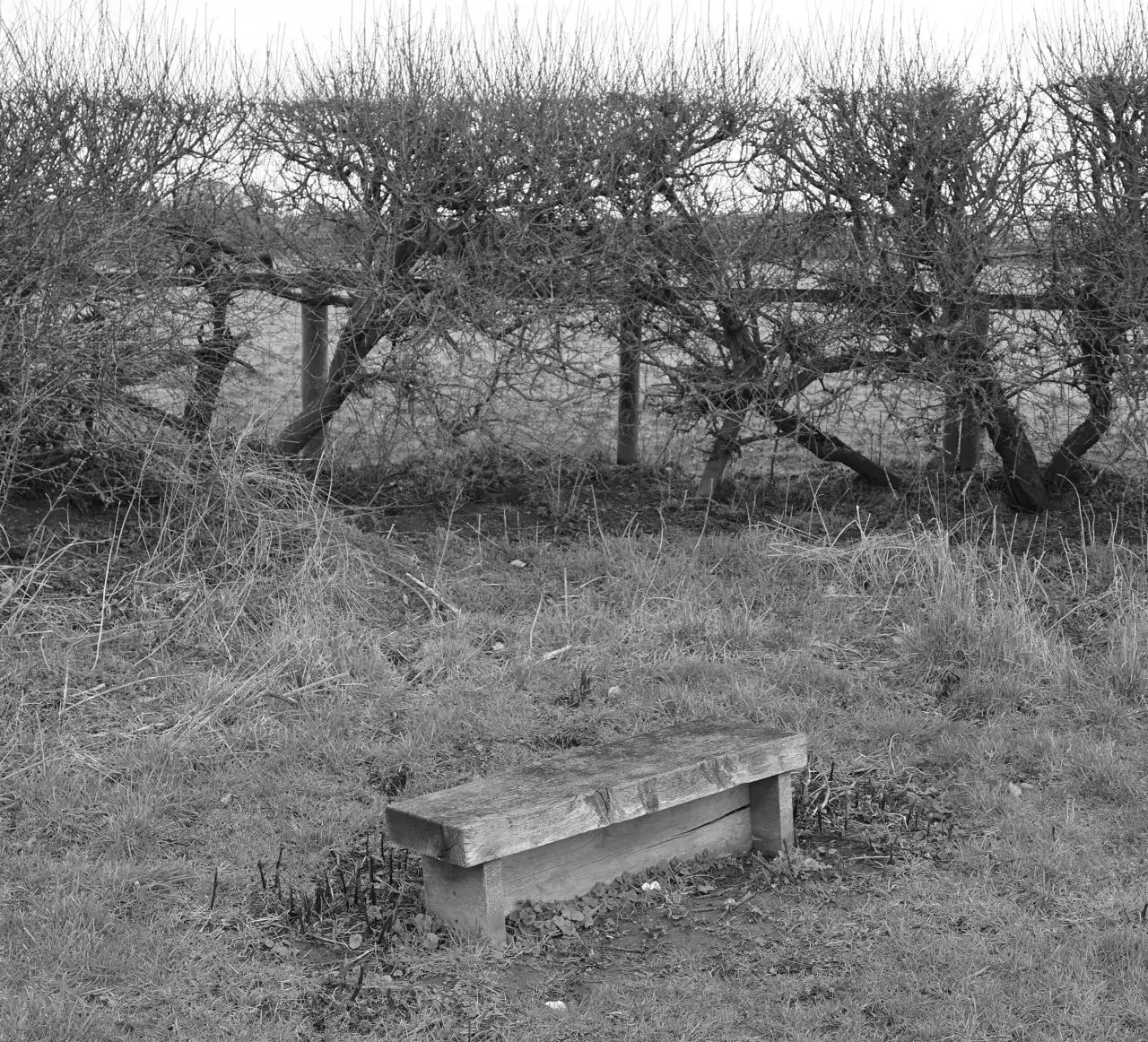 The civic bench